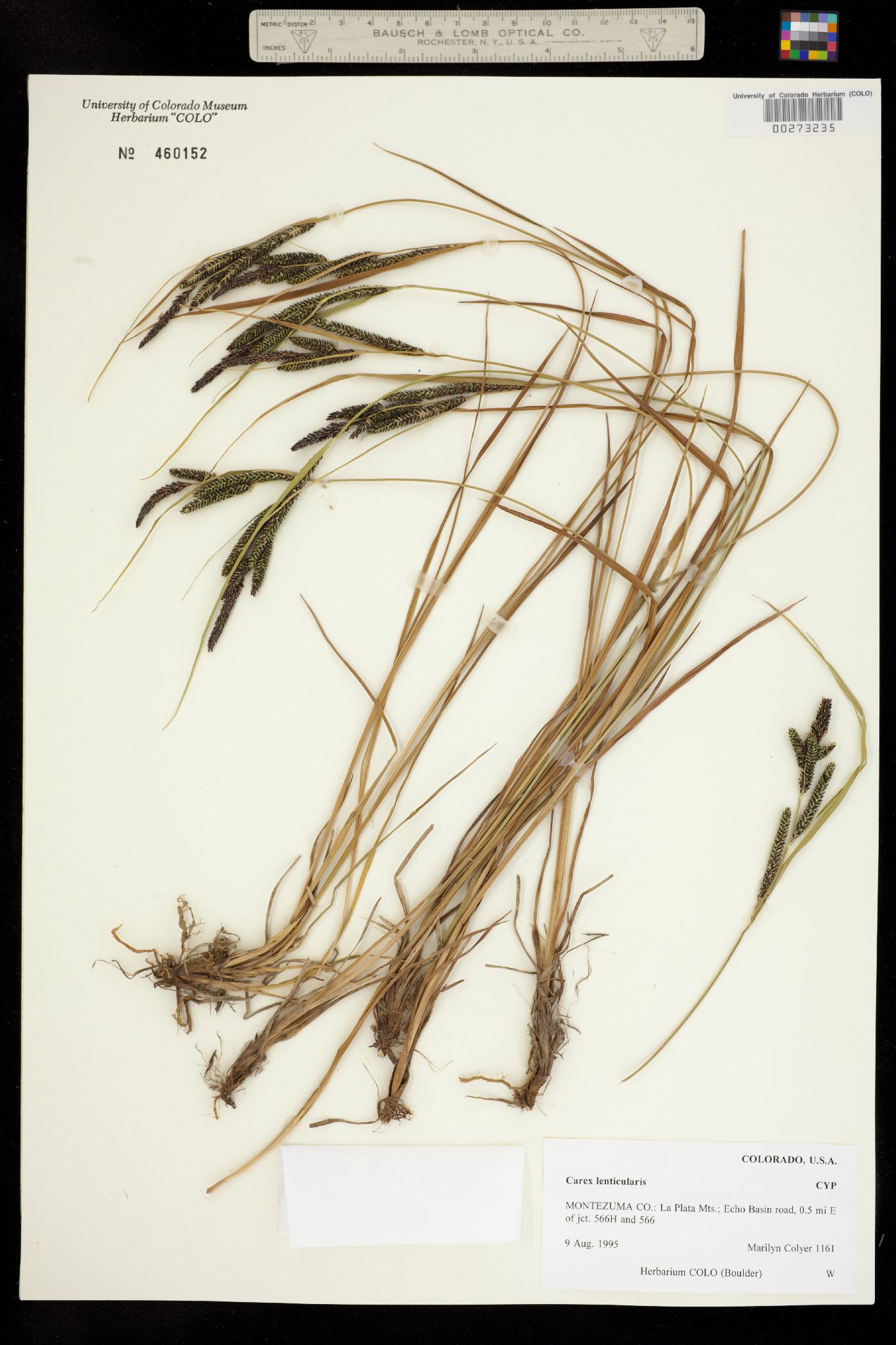 Carex lenticularis var. lipocarpa image