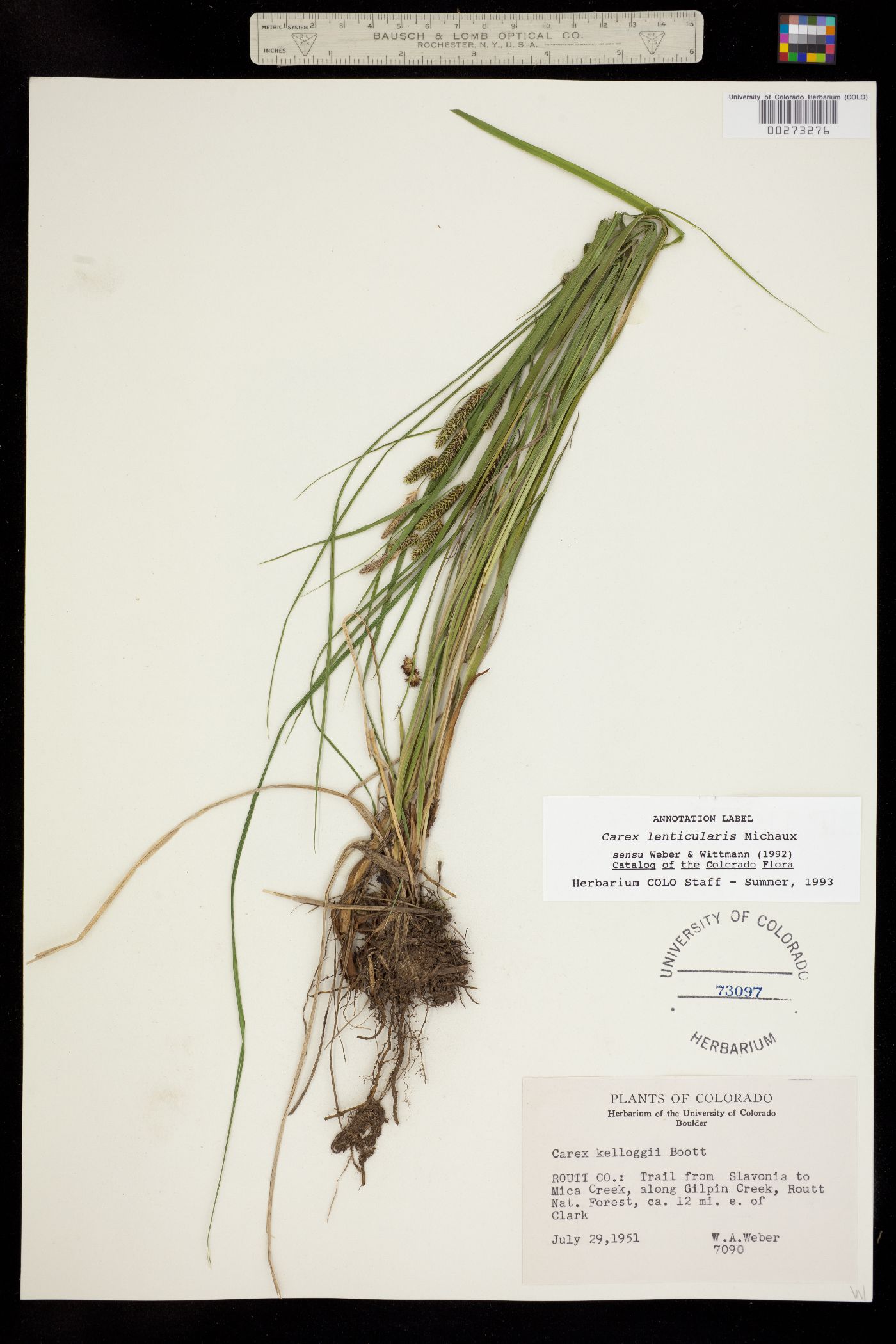 Carex lenticularis var. lipocarpa image