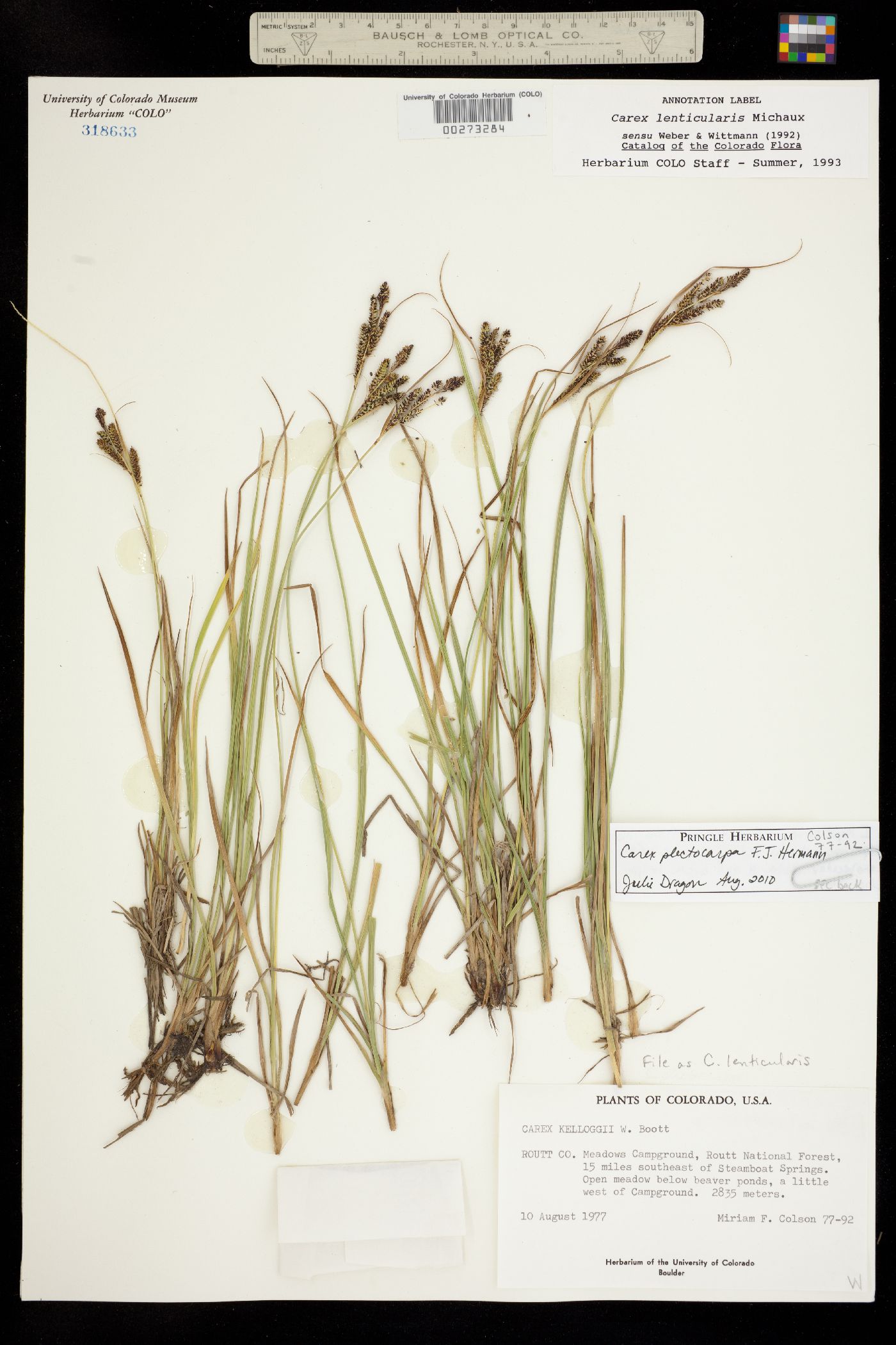 Carex lenticularis var. lipocarpa image