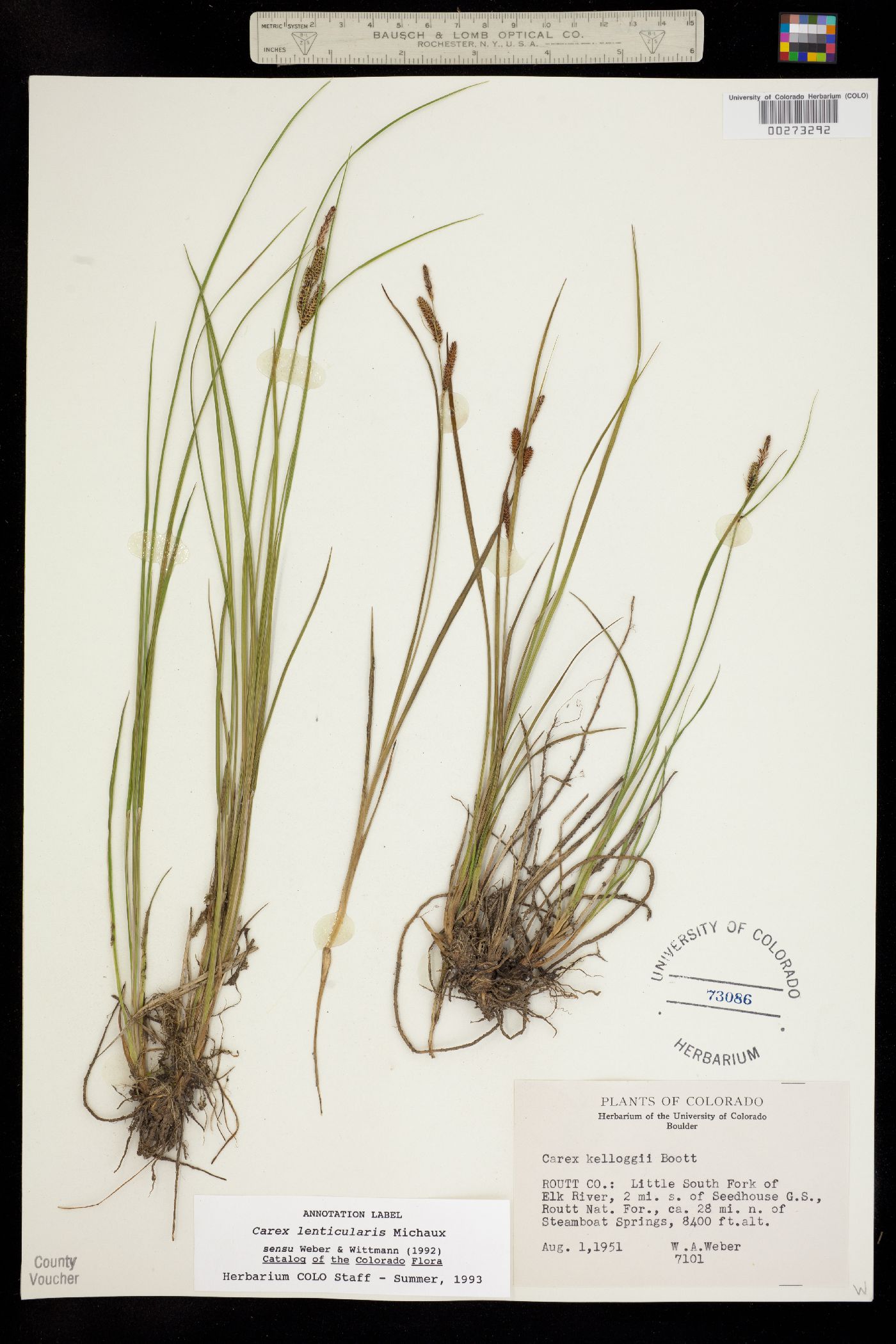 Carex lenticularis var. lipocarpa image