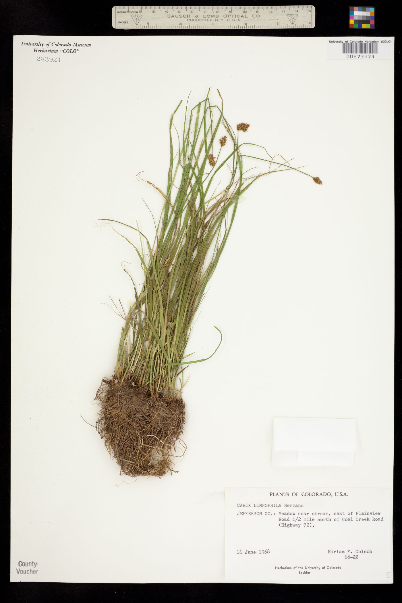 Carex microptera image