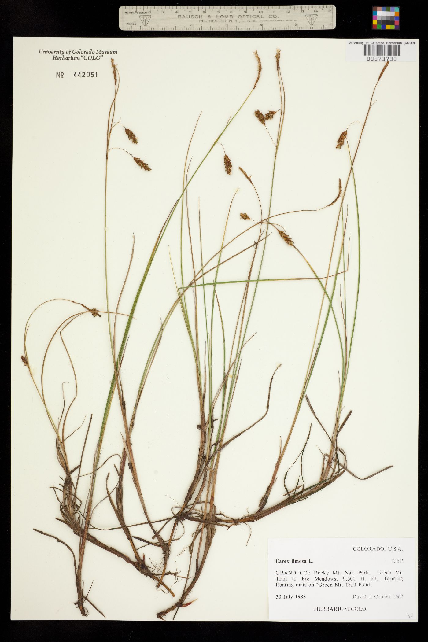 Carex limosa image