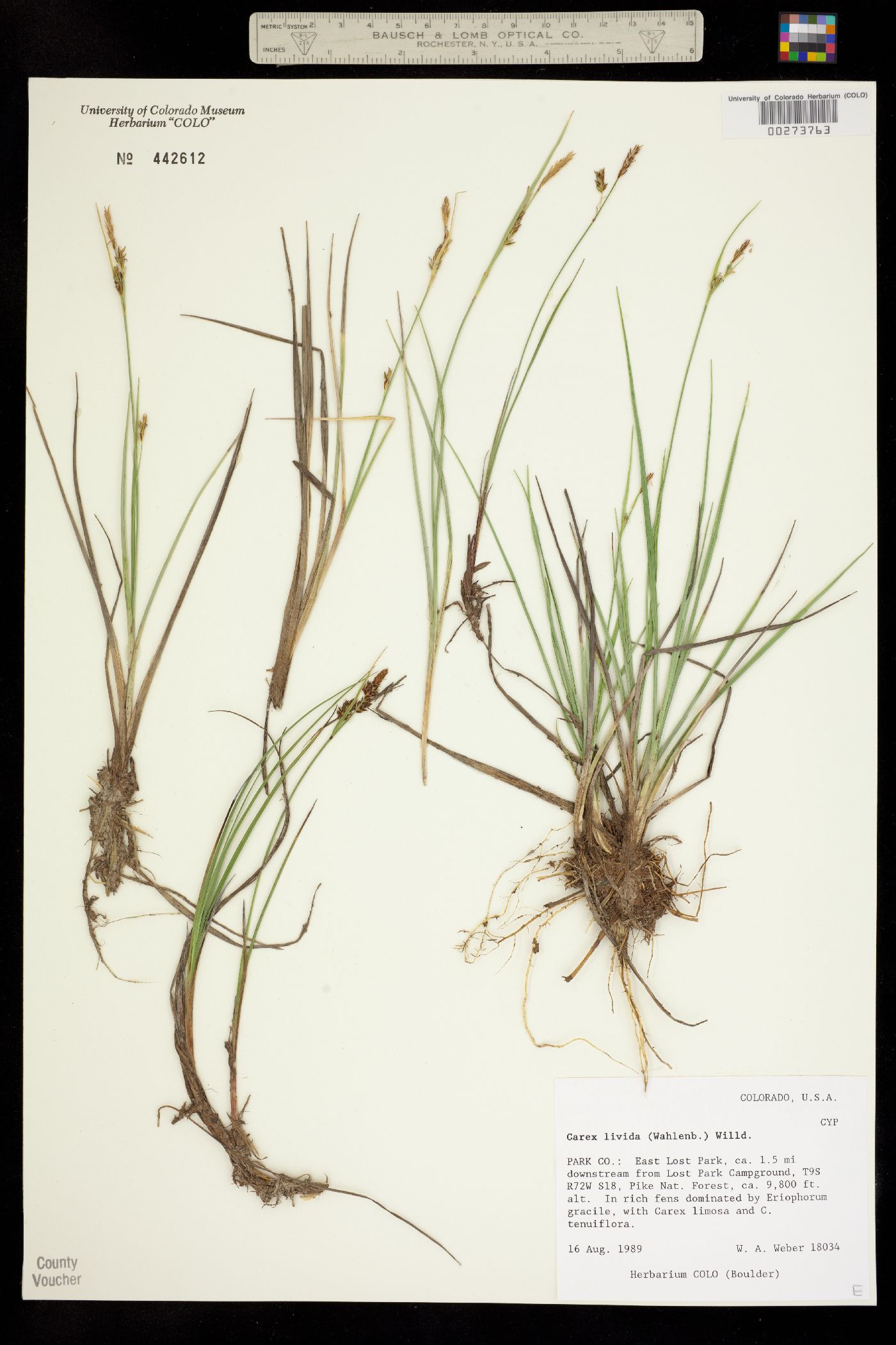 Carex livida image