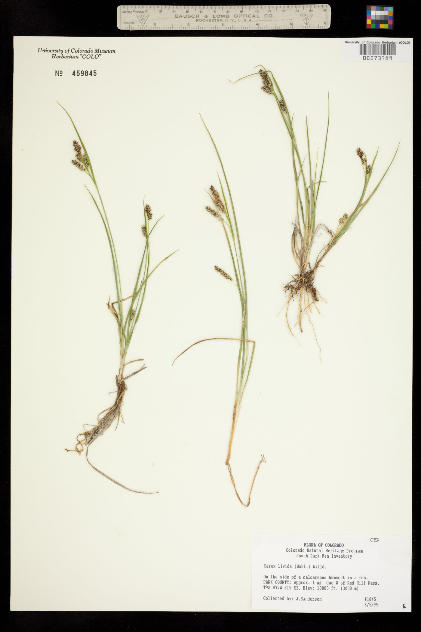 Carex livida image