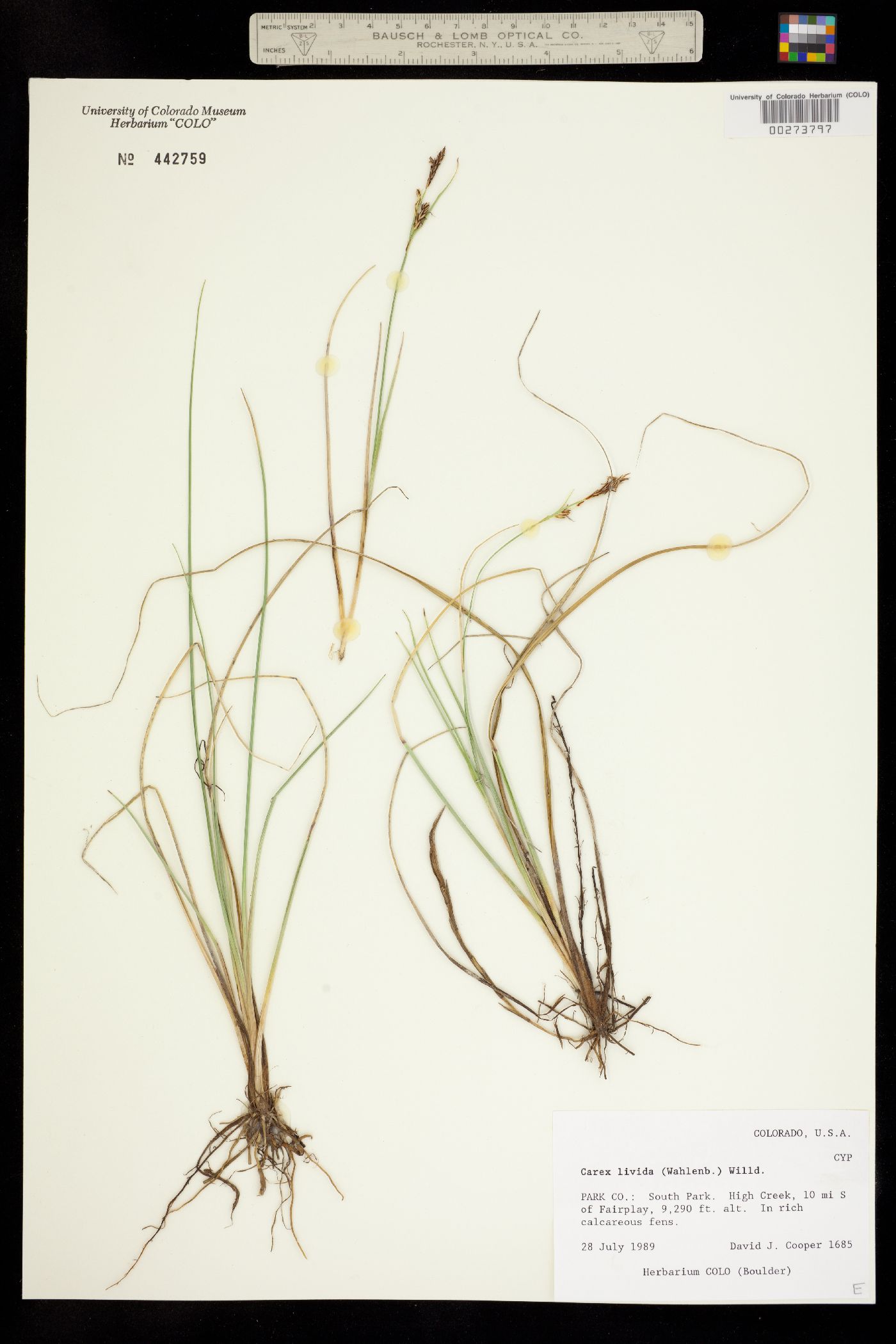 Carex livida image