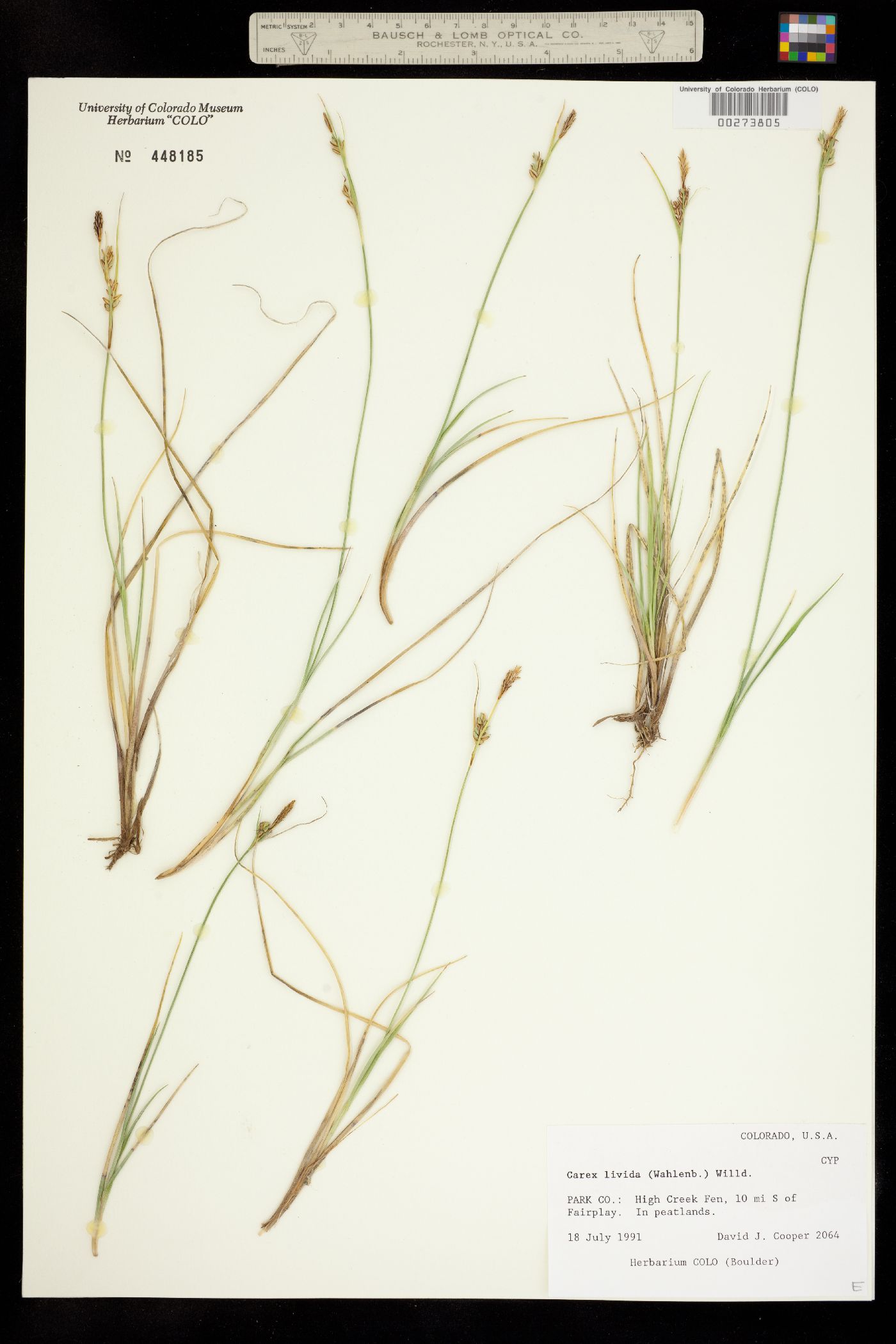 Carex livida image