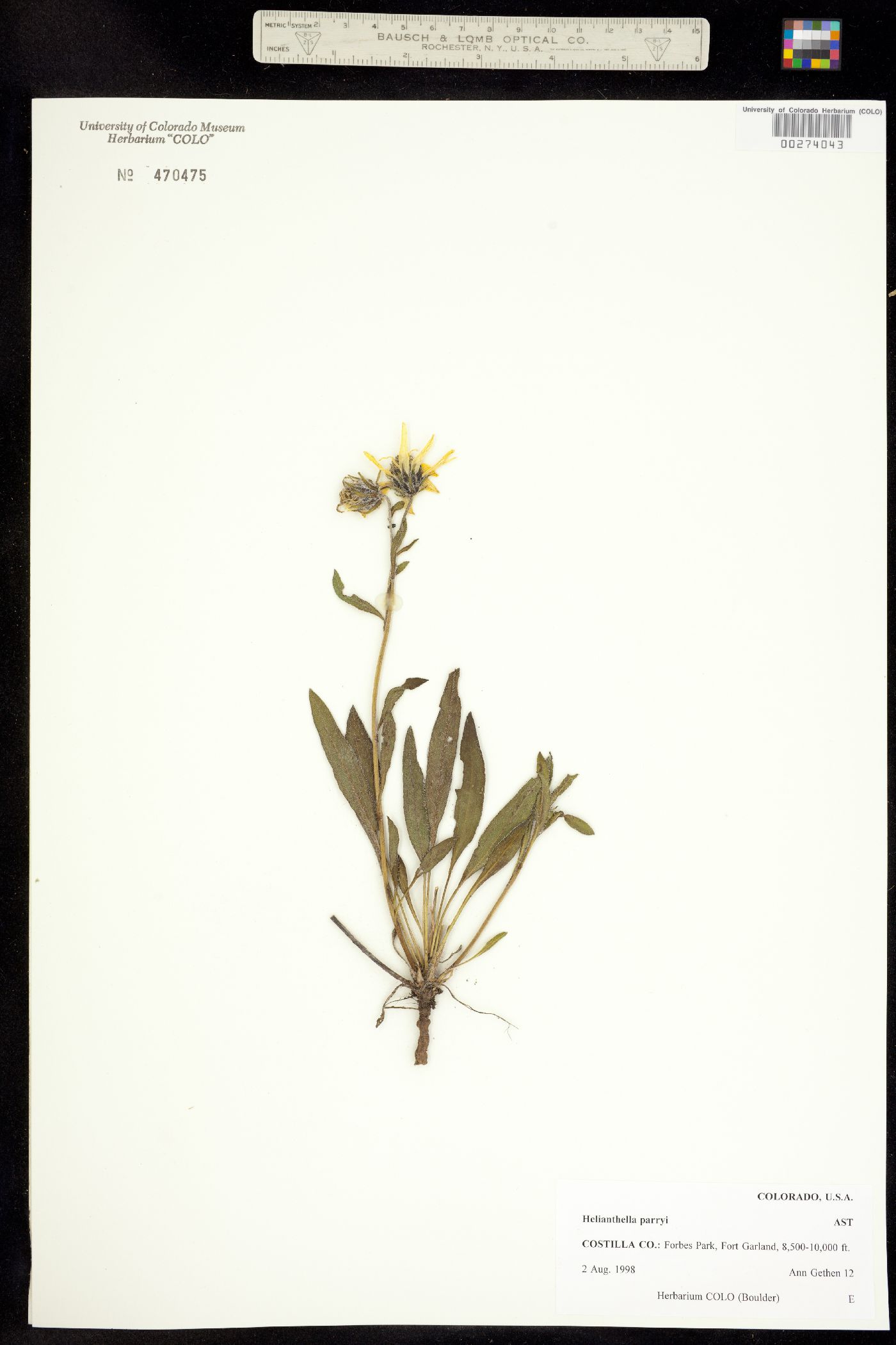 Helianthella parryi image