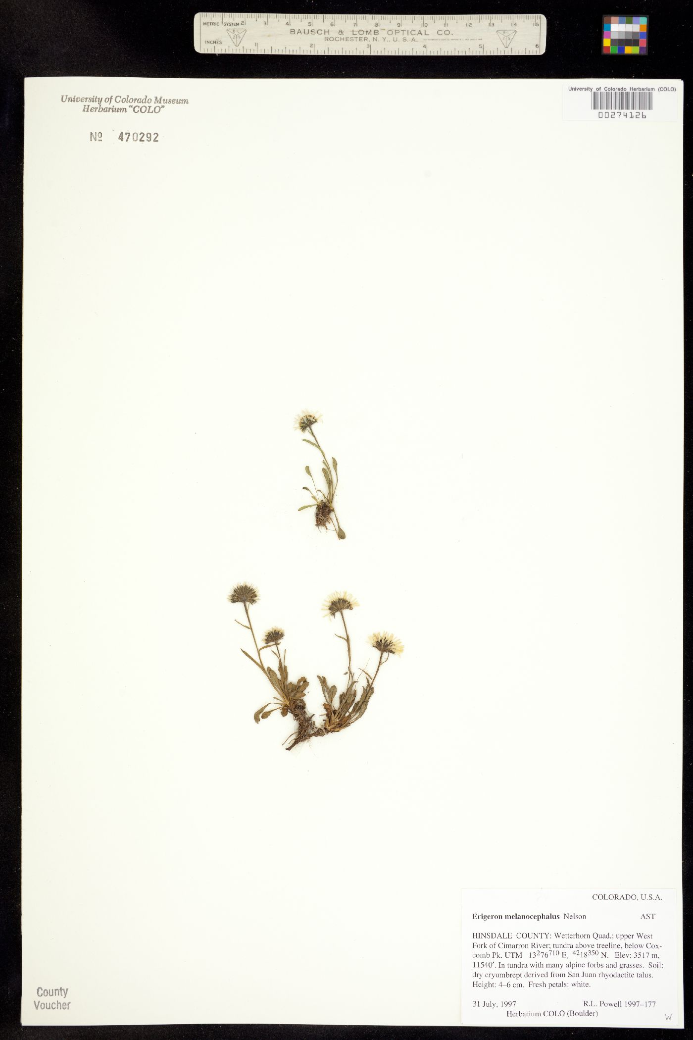 Erigeron melanocephalus image