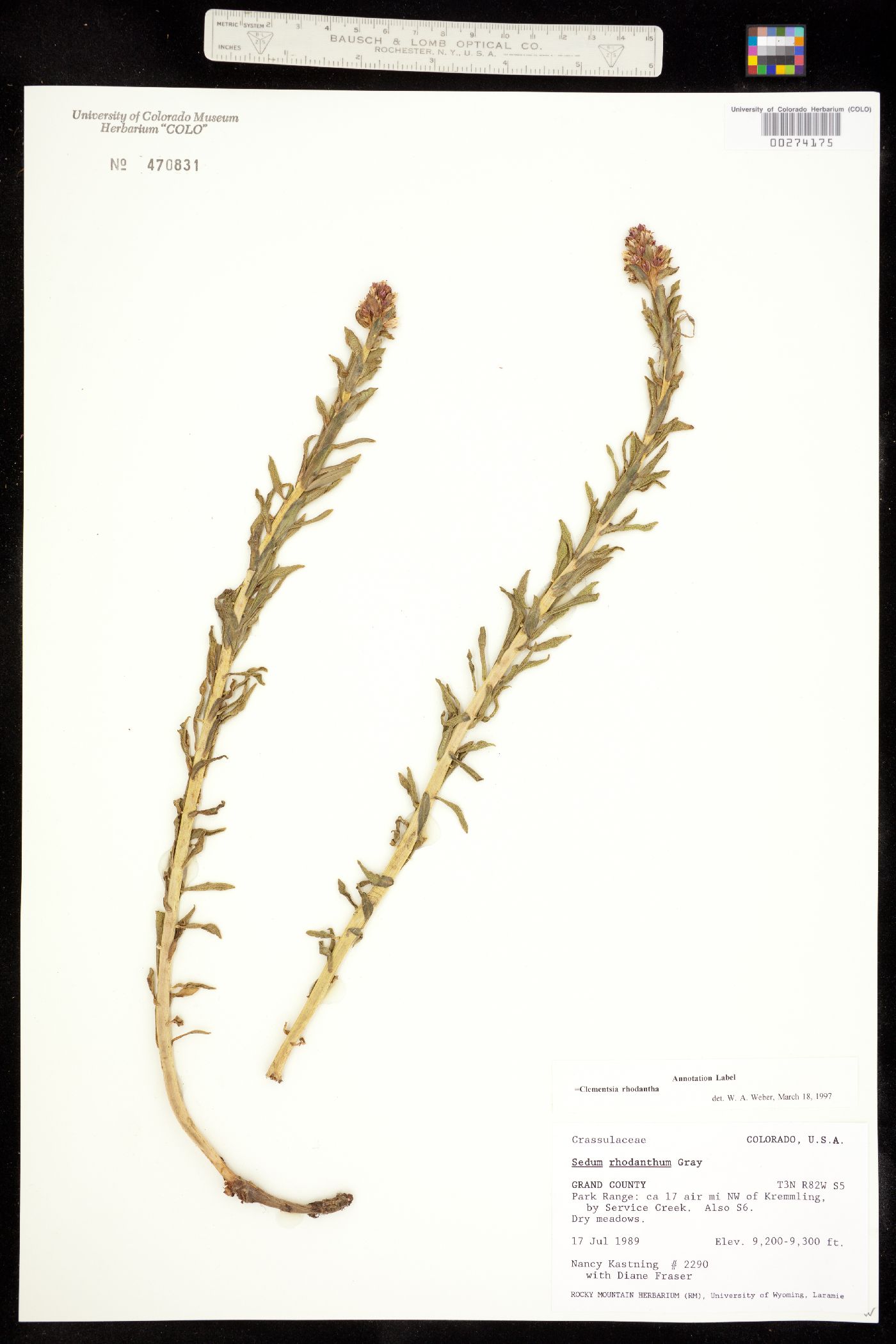 Crassulaceae image