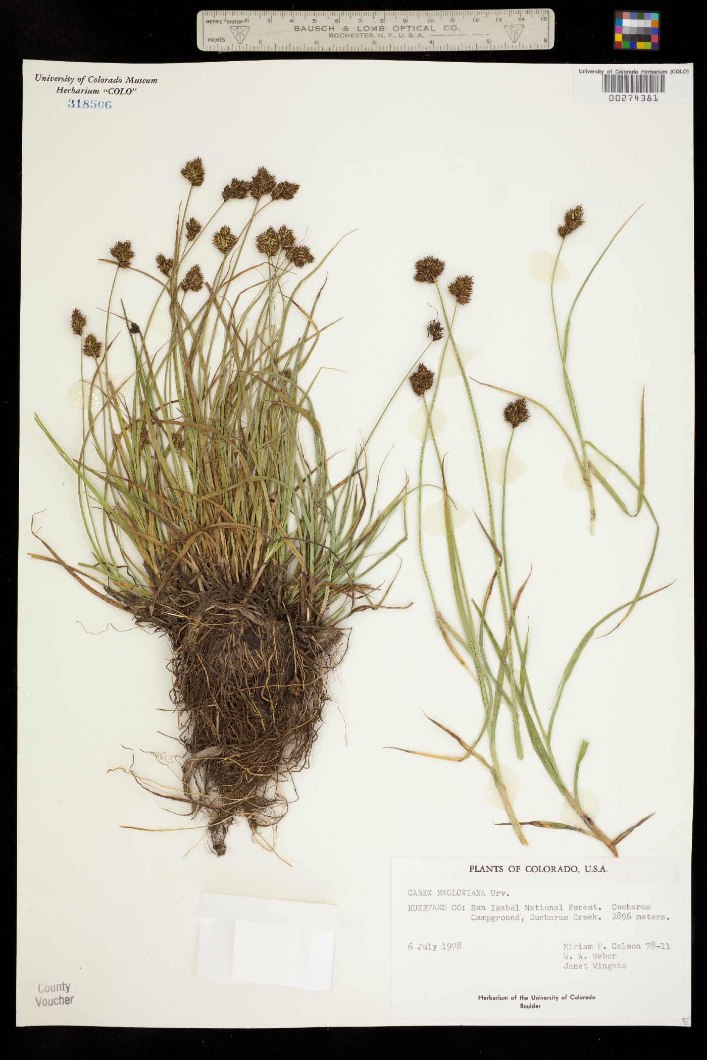 Carex macloviana image