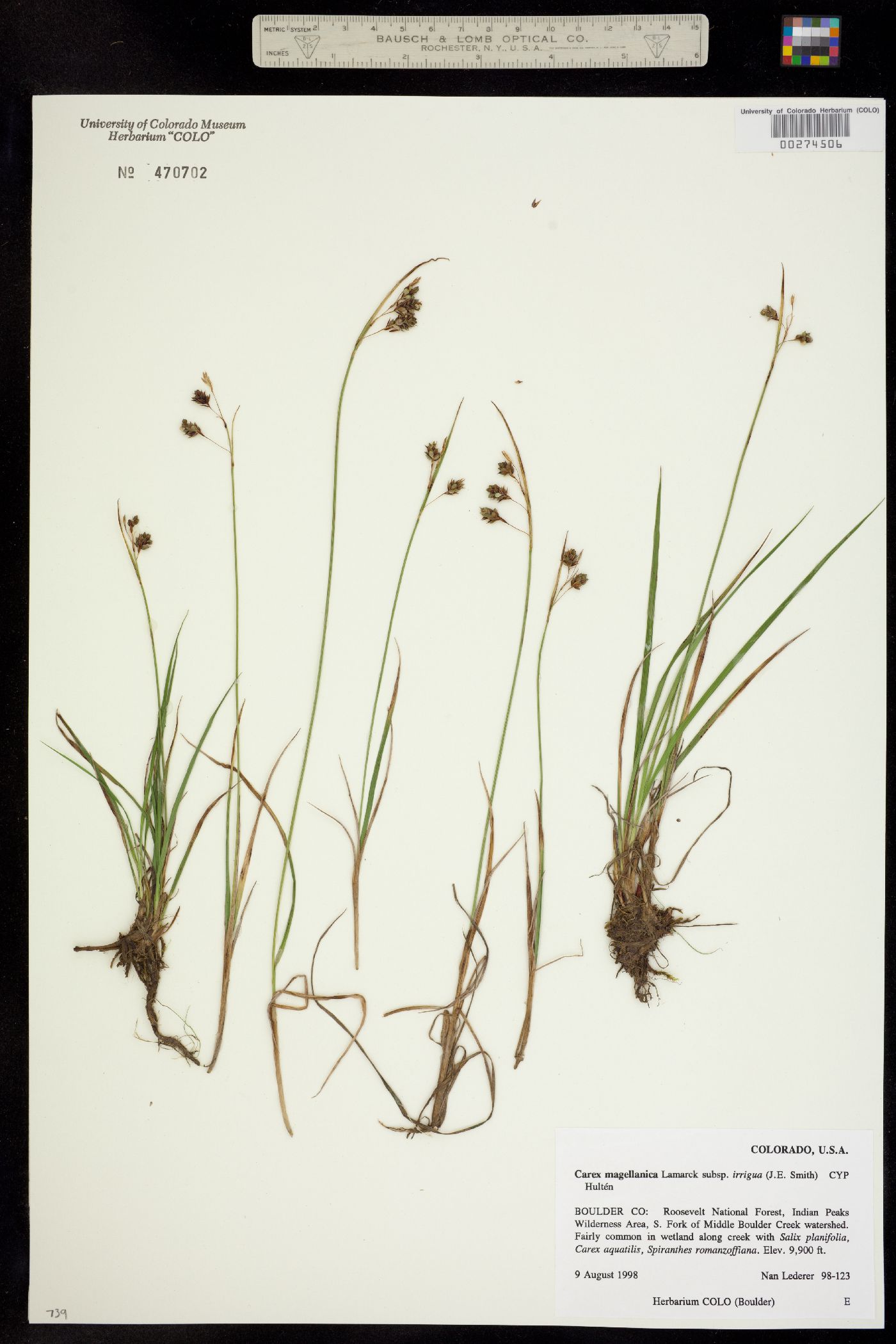Carex magellanica ssp. irrigua image