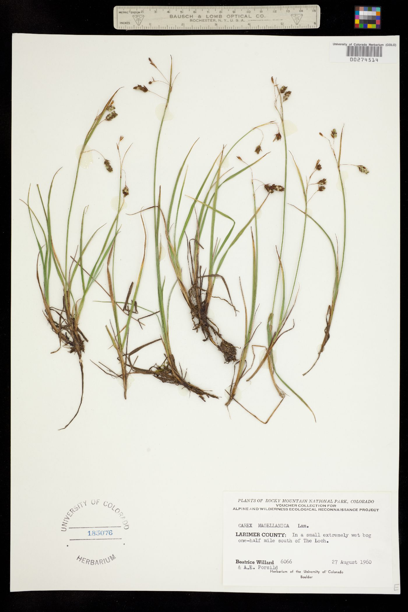 Carex magellanica ssp. irrigua image