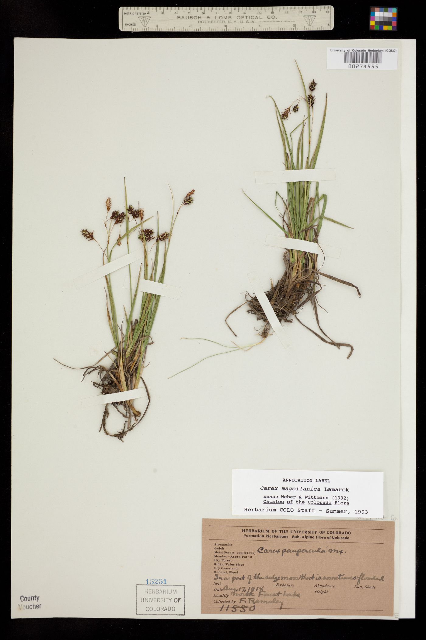 Carex magellanica ssp. irrigua image