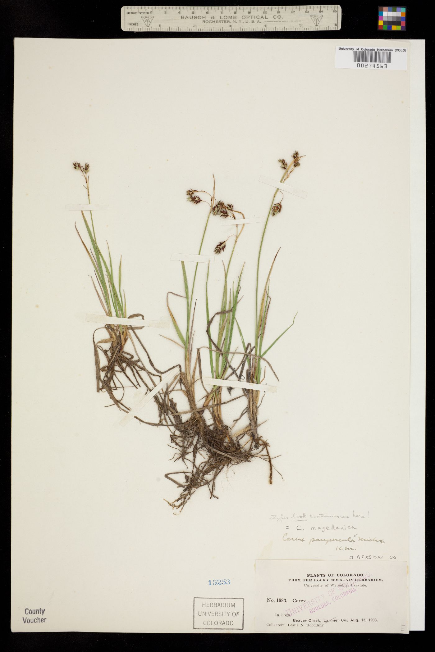 Carex magellanica ssp. irrigua image