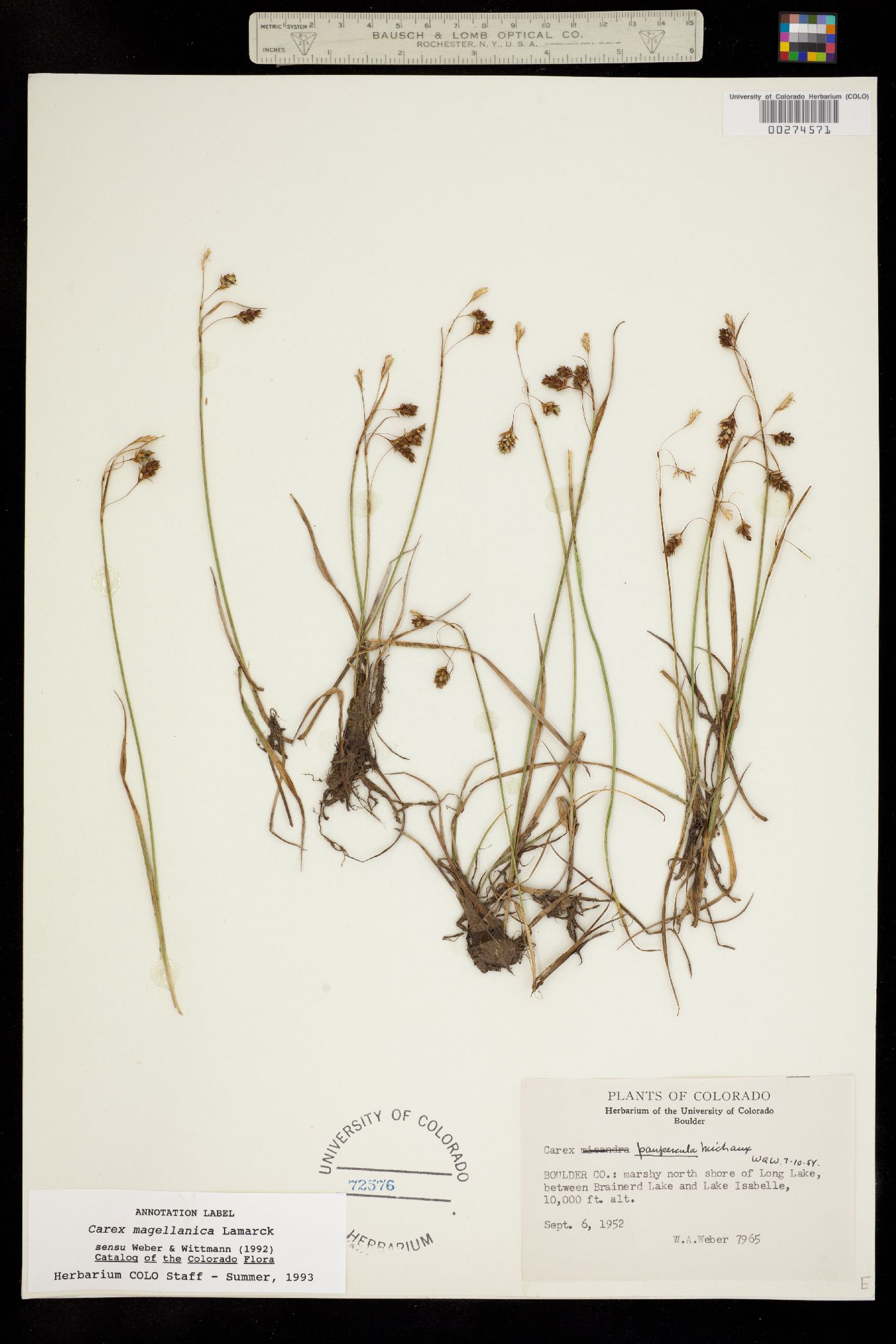 Carex magellanica ssp. irrigua image