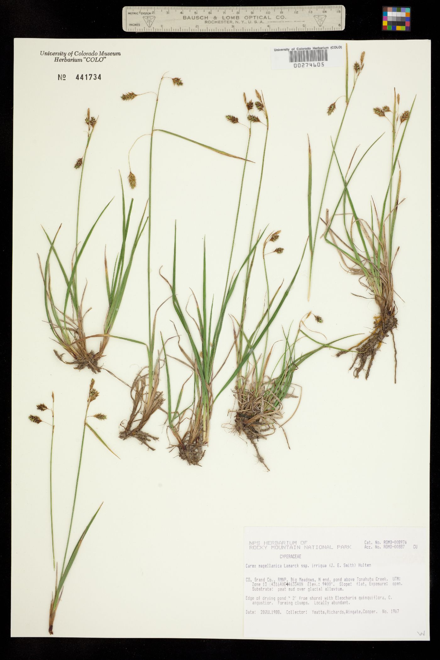 Carex magellanica ssp. irrigua image