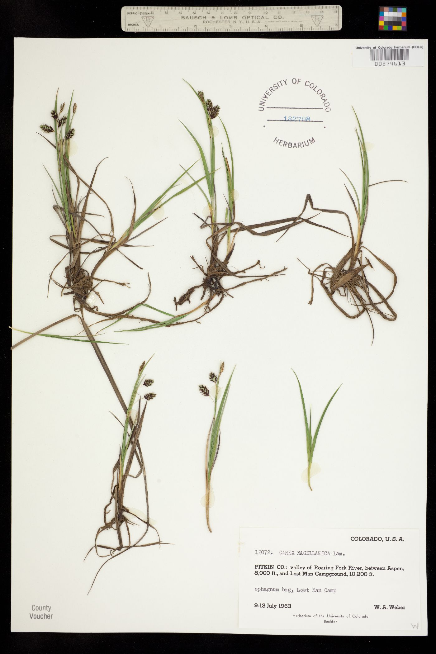 Carex magellanica ssp. irrigua image