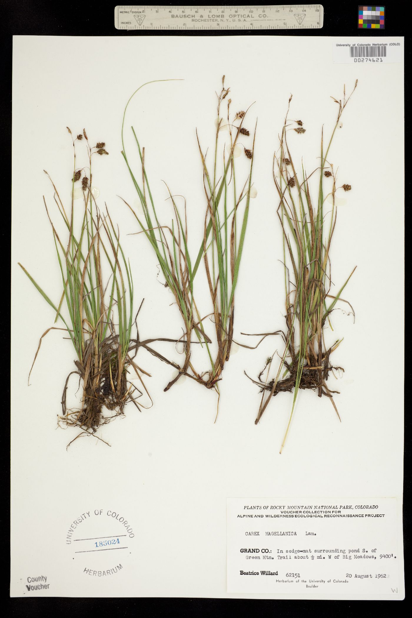 Carex magellanica ssp. irrigua image
