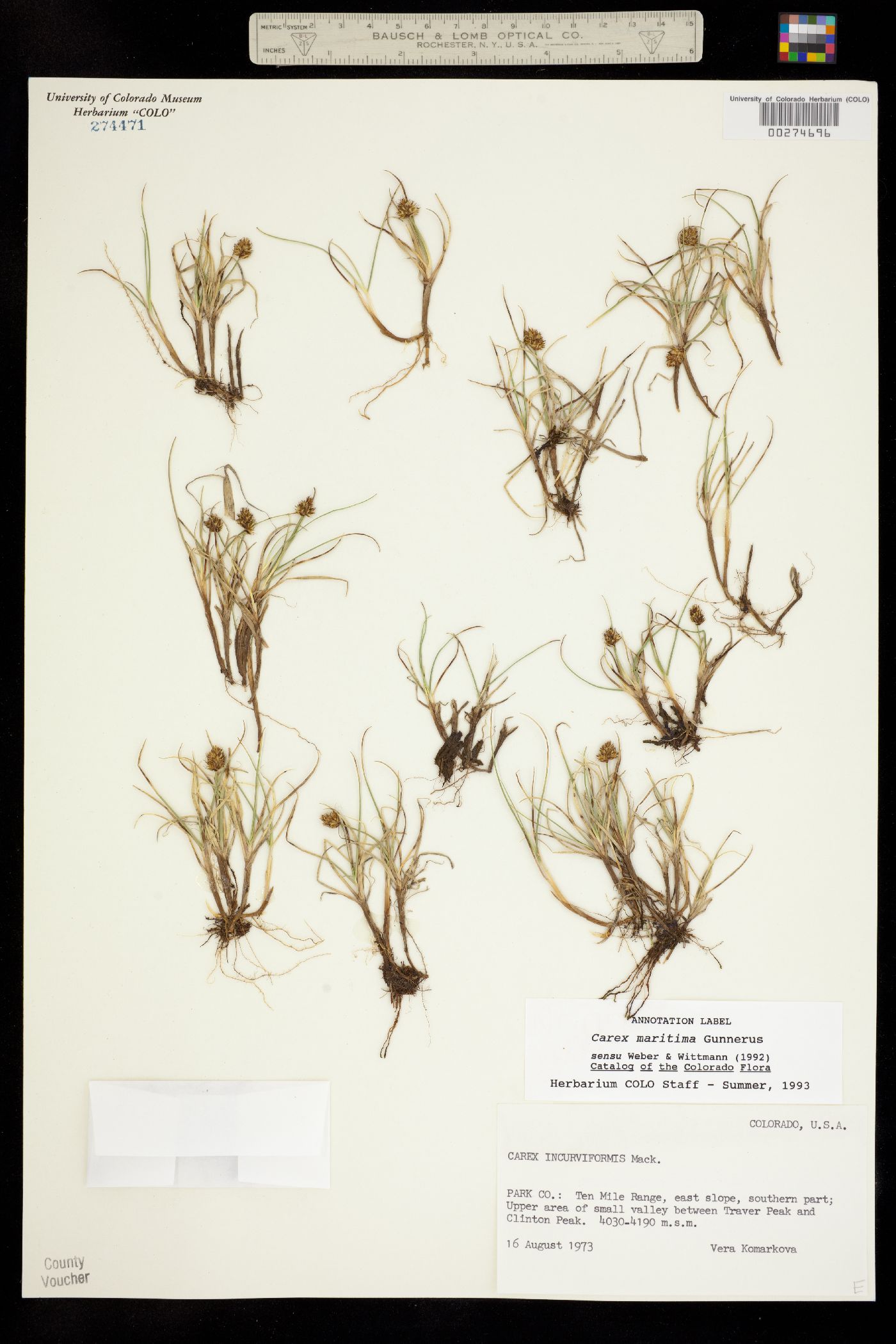 Carex maritima image