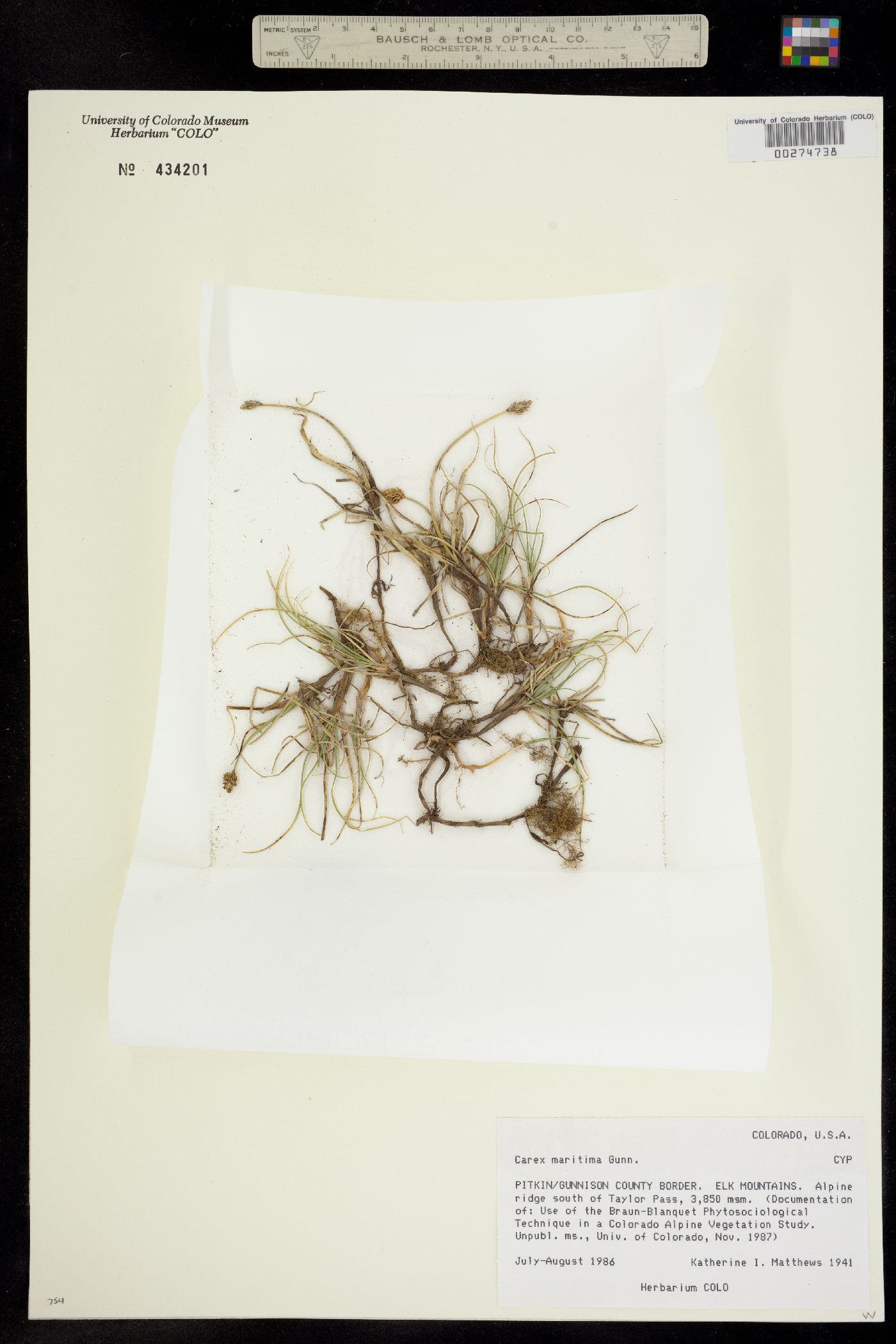 Carex maritima image