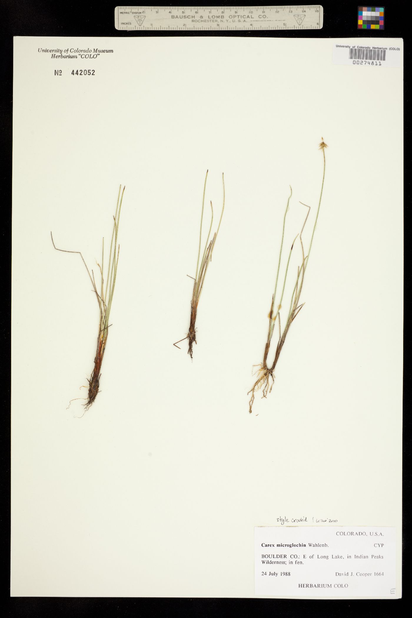Carex microglochin image