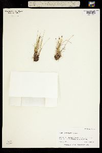 Carex microglochin image