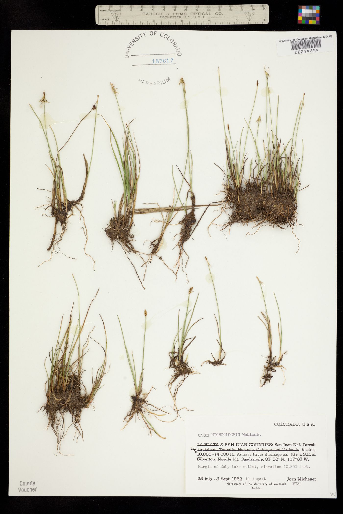 Carex microglochin image