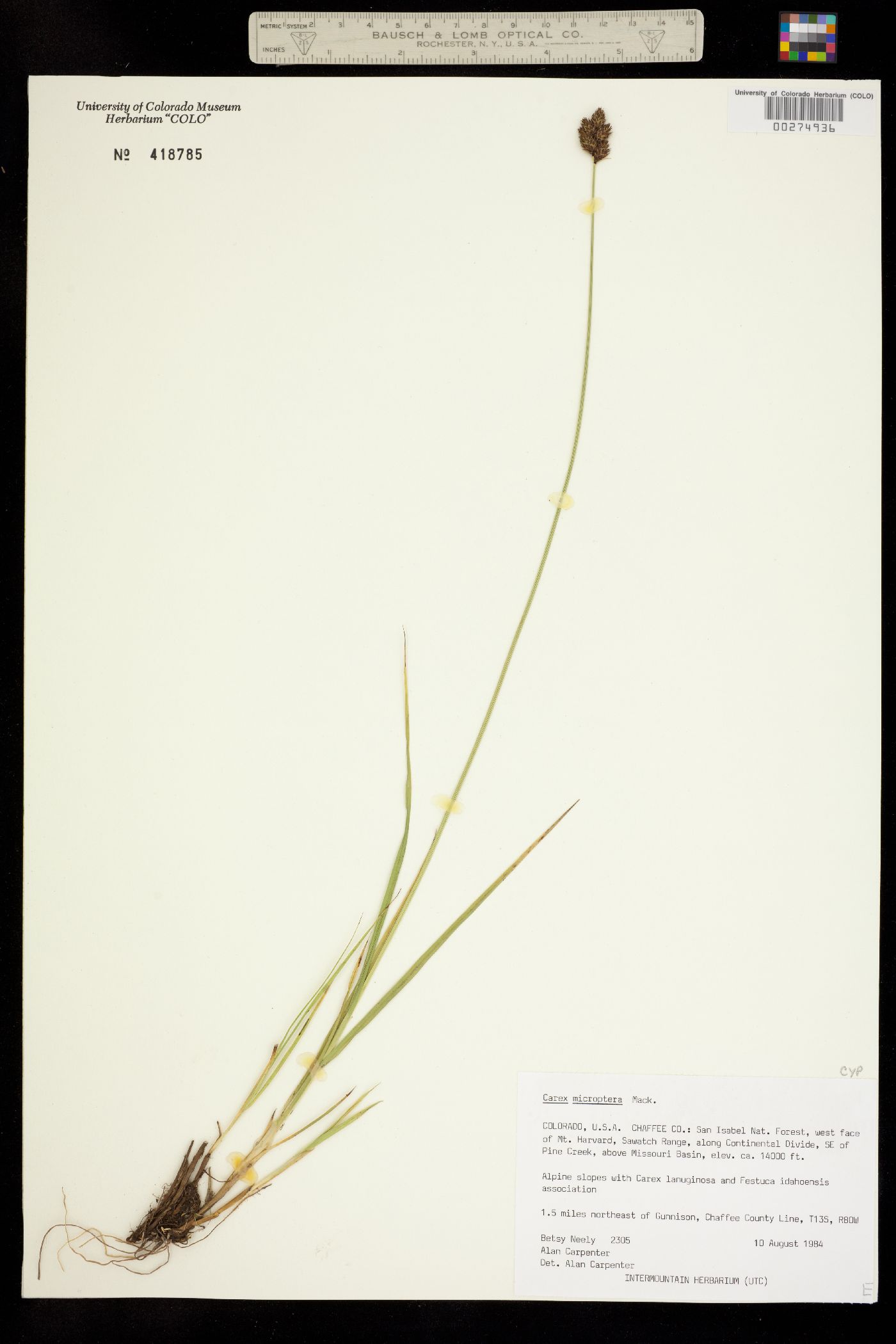 Carex microptera image