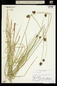 Carex microptera image