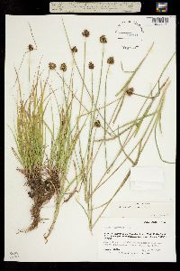 Carex microptera image