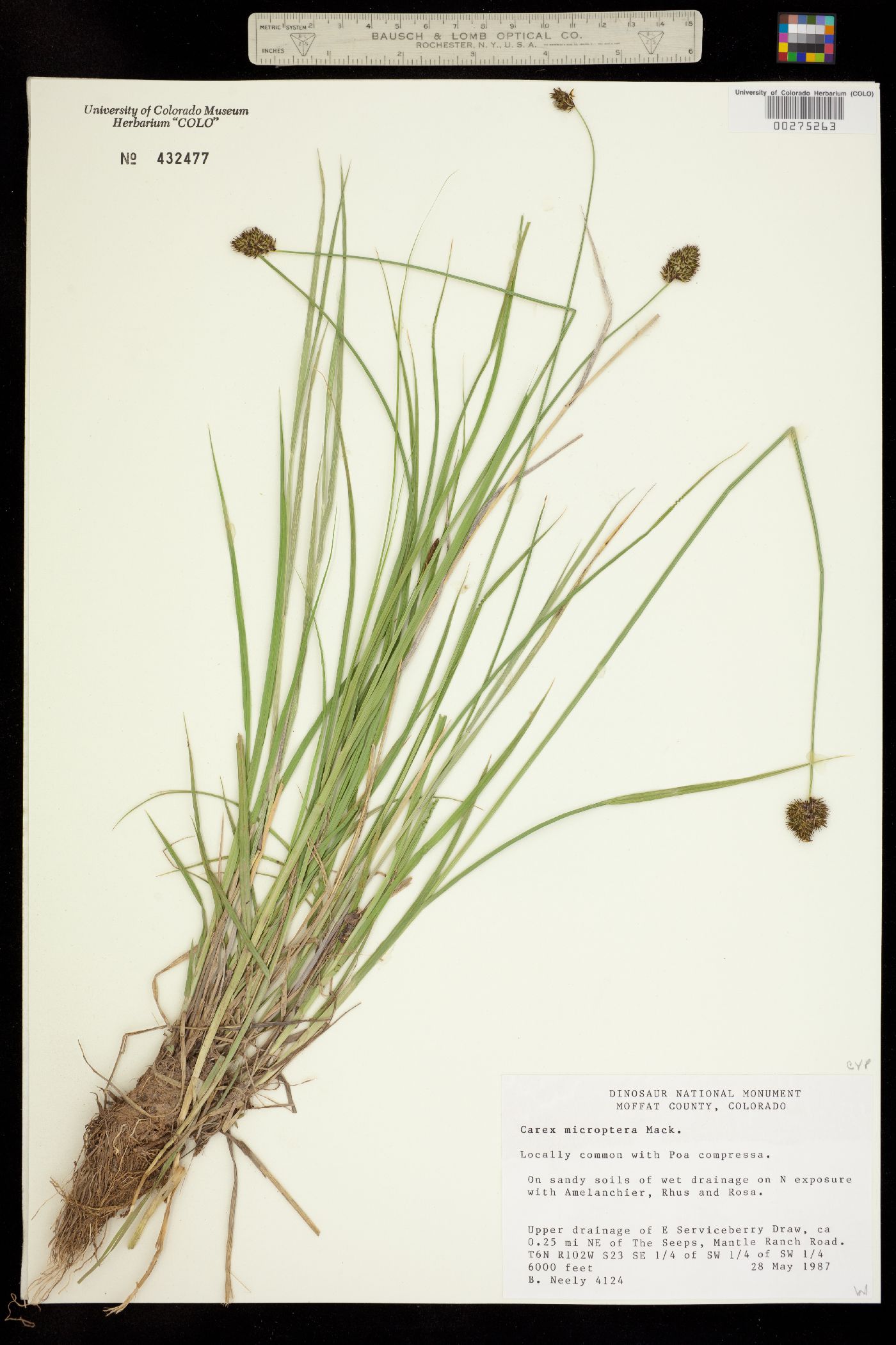 Carex microptera image