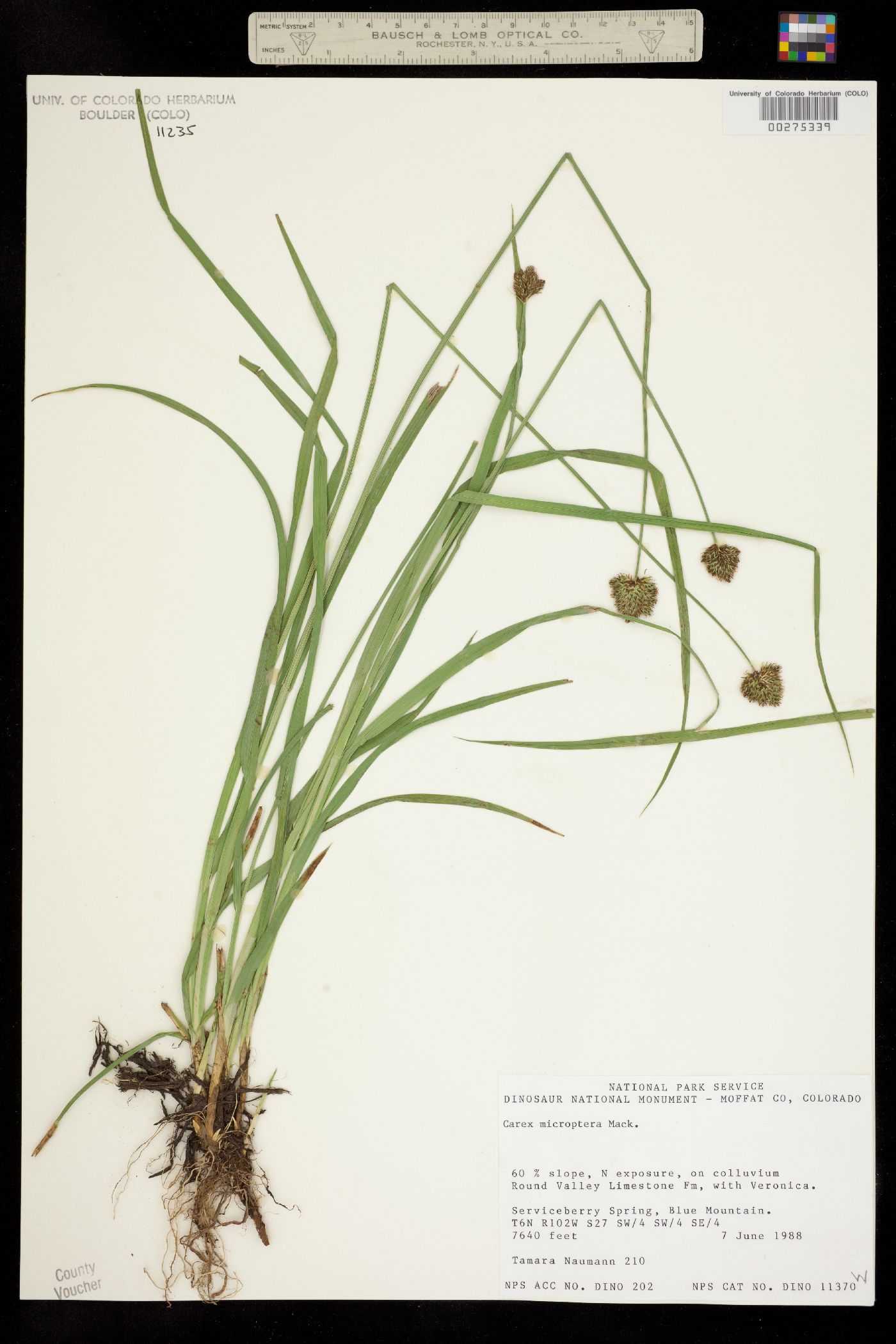 Carex microptera image