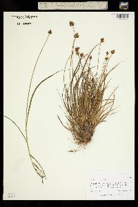 Carex microptera image