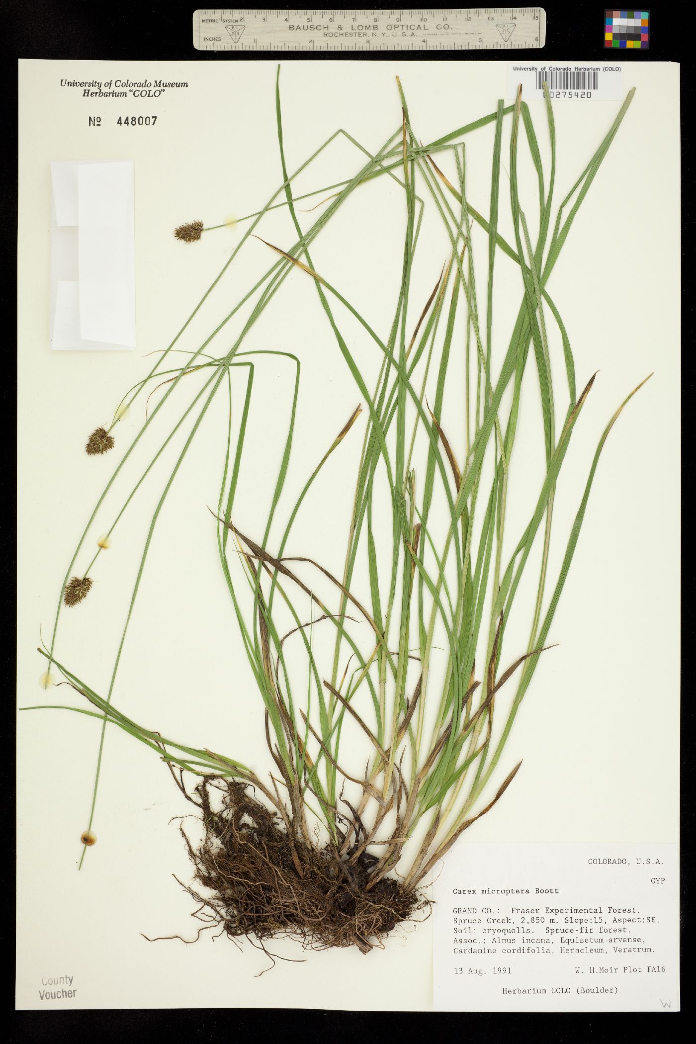 Carex microptera image