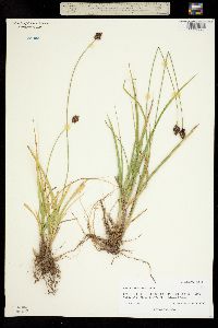 Carex microptera image