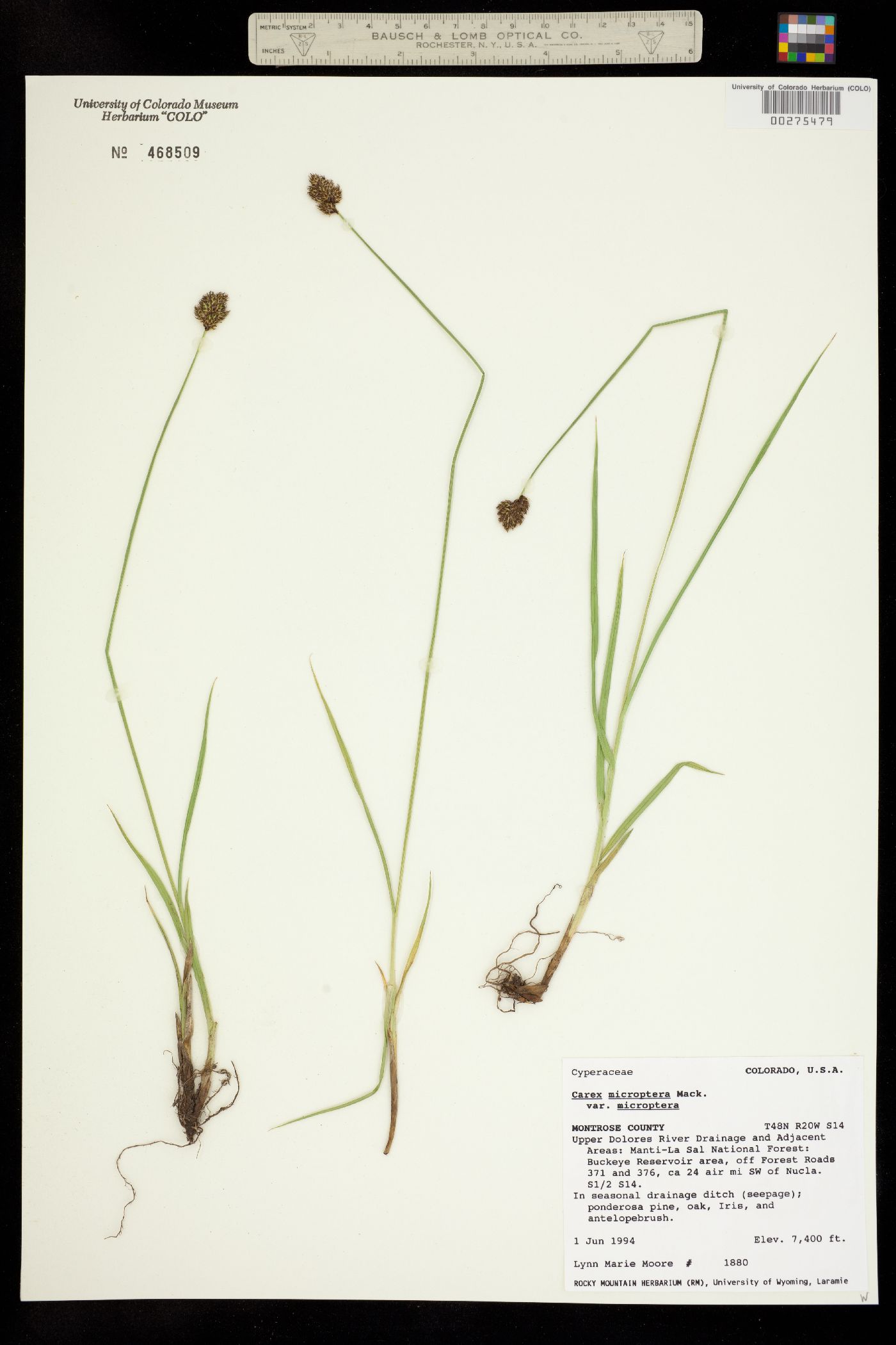 Carex microptera image