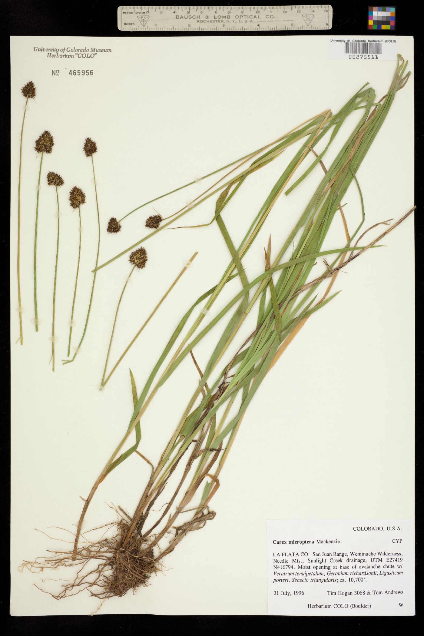 Carex microptera image