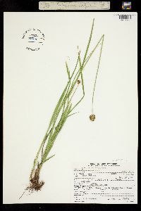 Carex microptera image