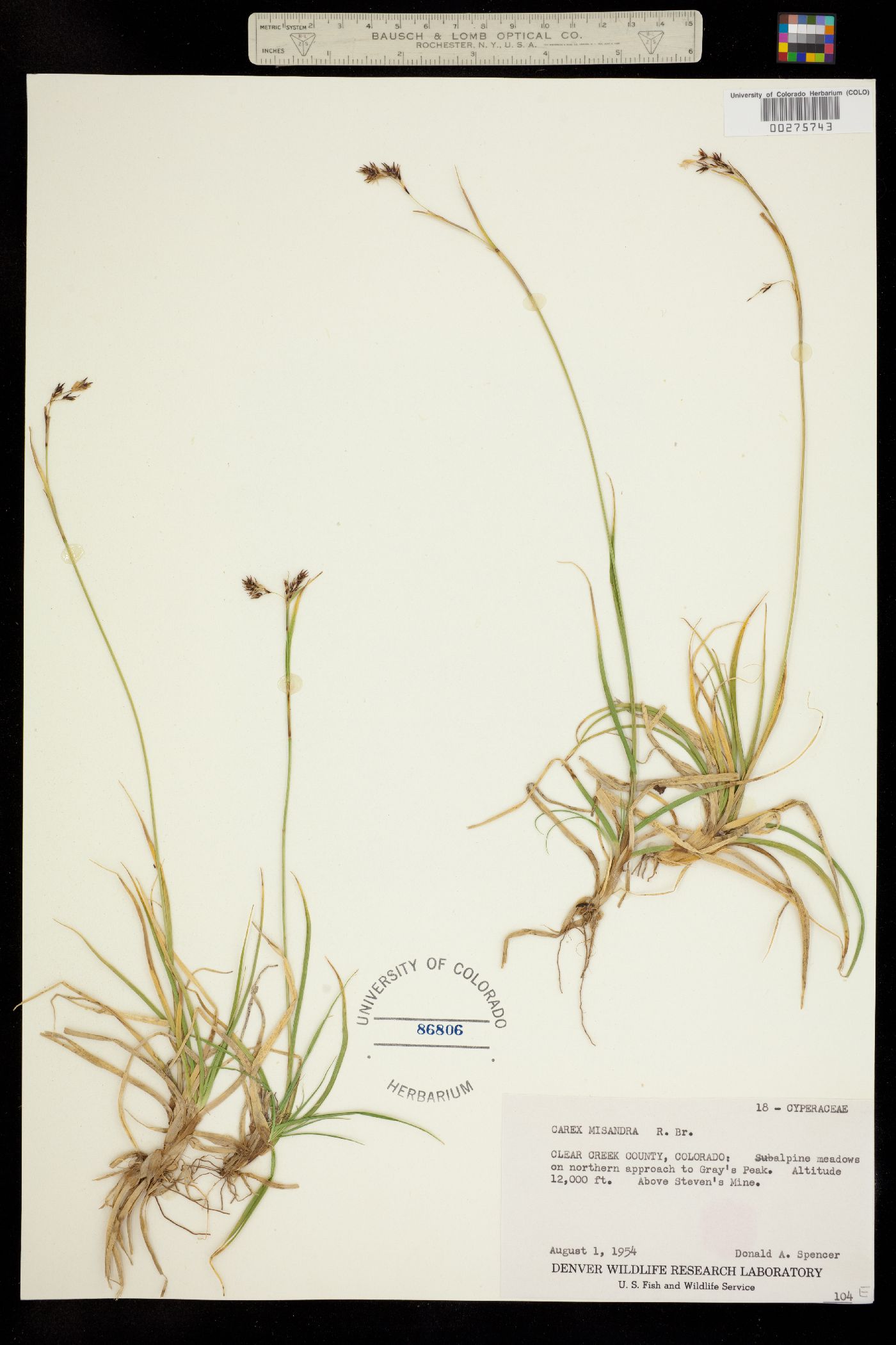 Carex fuliginosa image