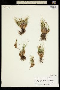 Carex nardina subsp. hepburnii image