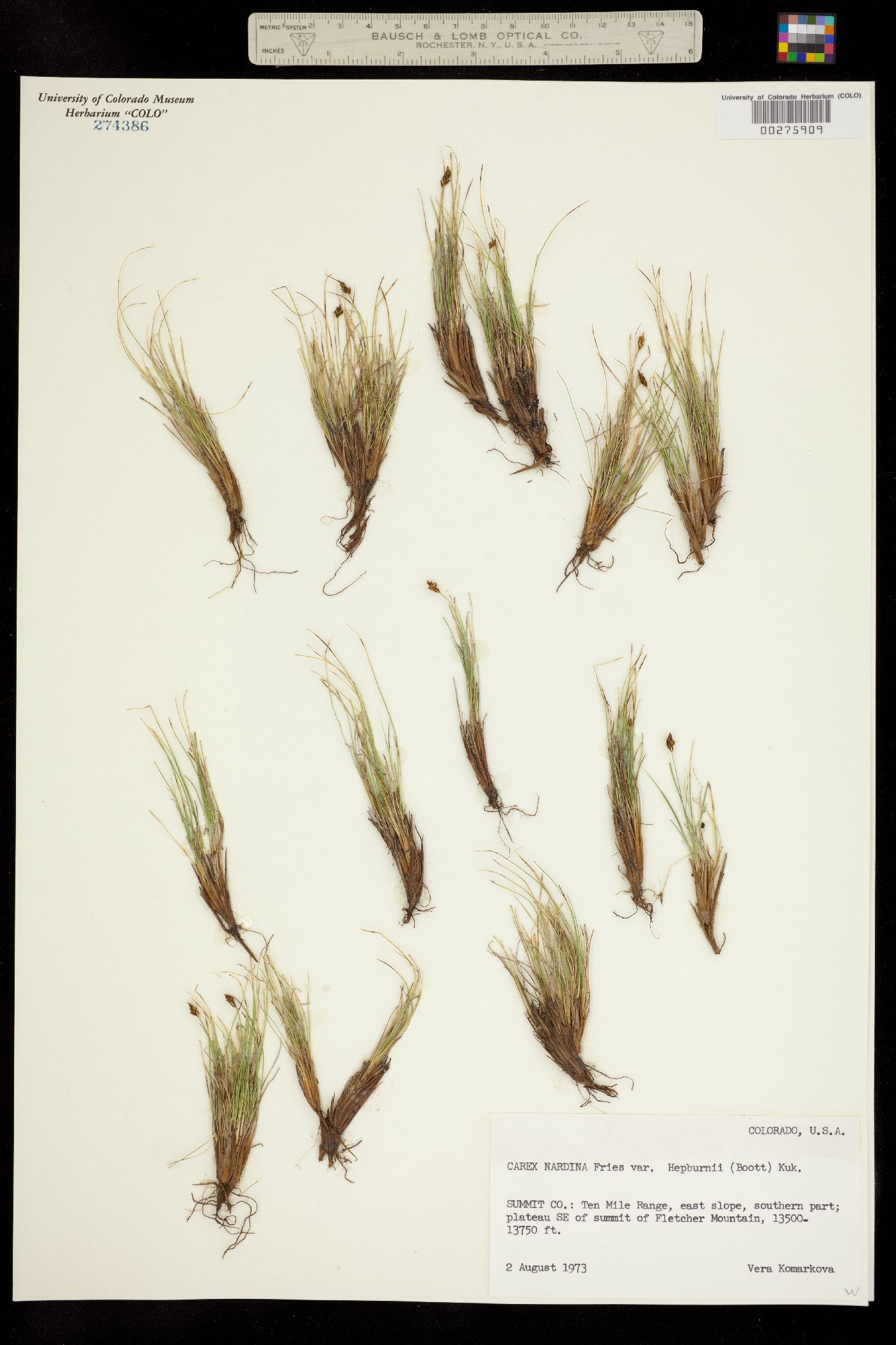 Carex nardina subsp. hepburnii image