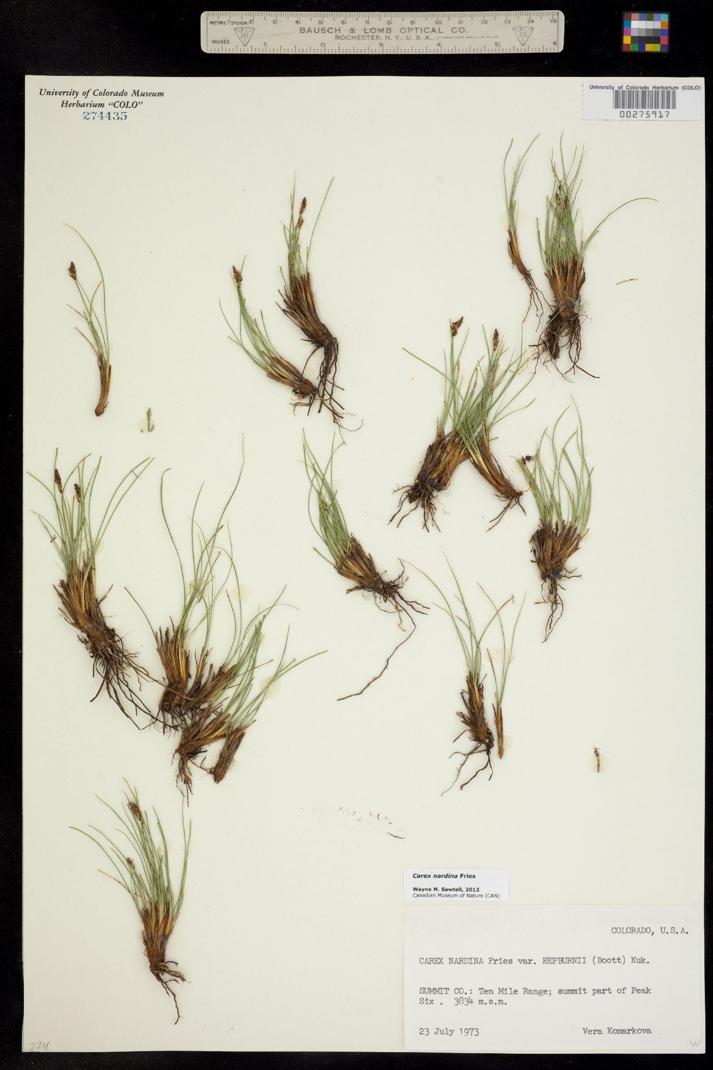 Carex nardina subsp. hepburnii image