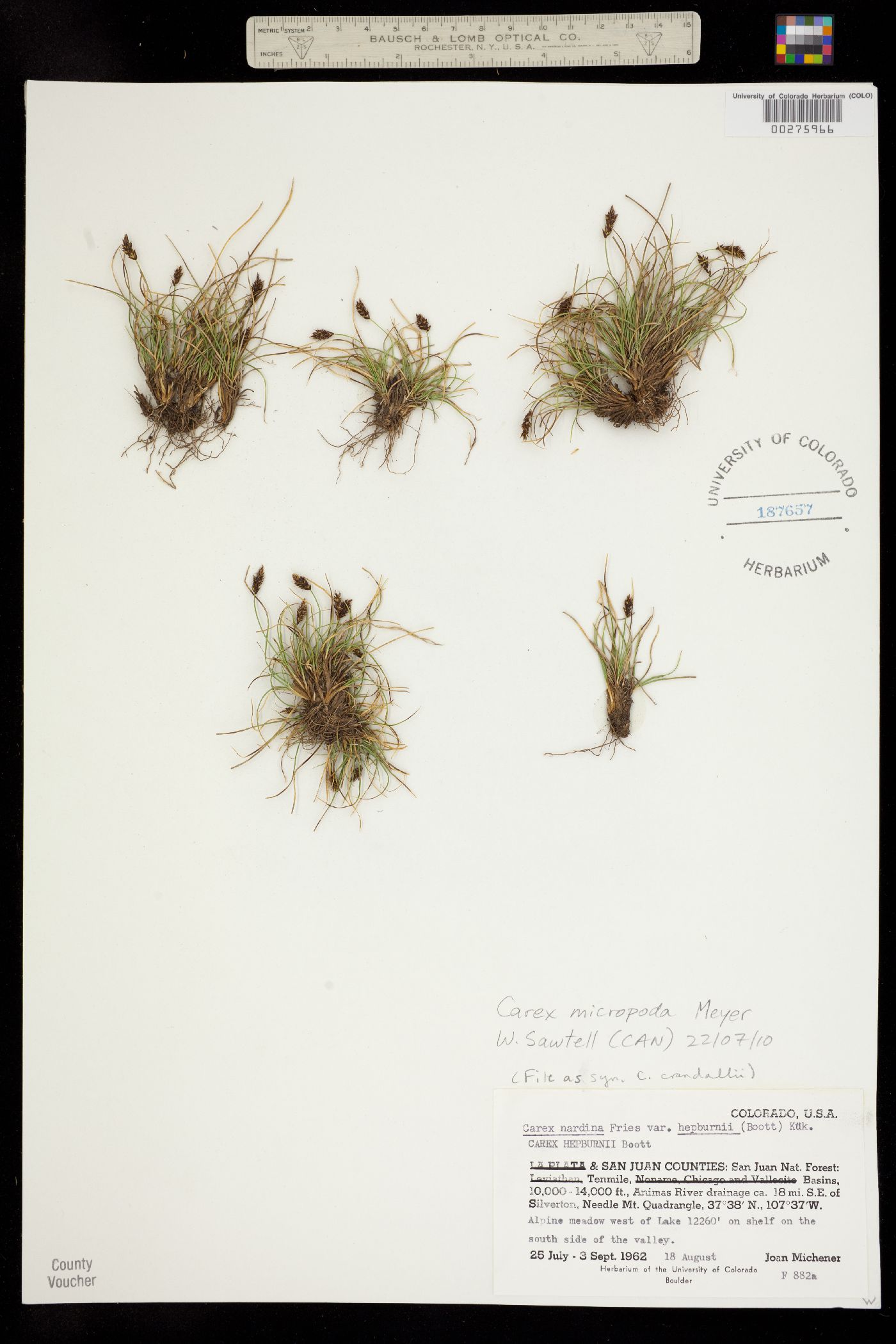 Carex micropoda image