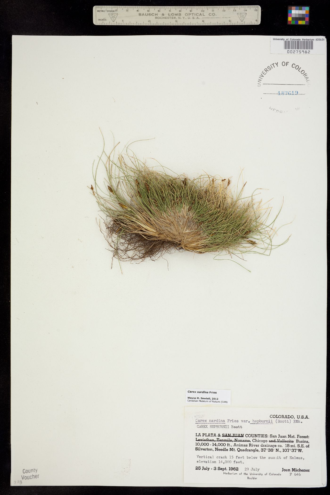 Carex nardina image