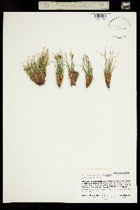 Carex nardina subsp. hepburnii image
