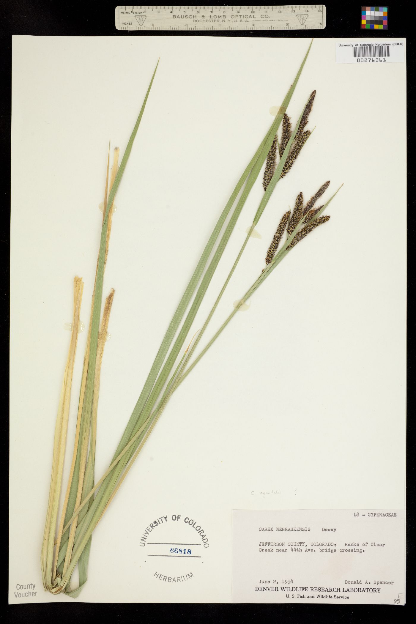 Carex nebrascensis image