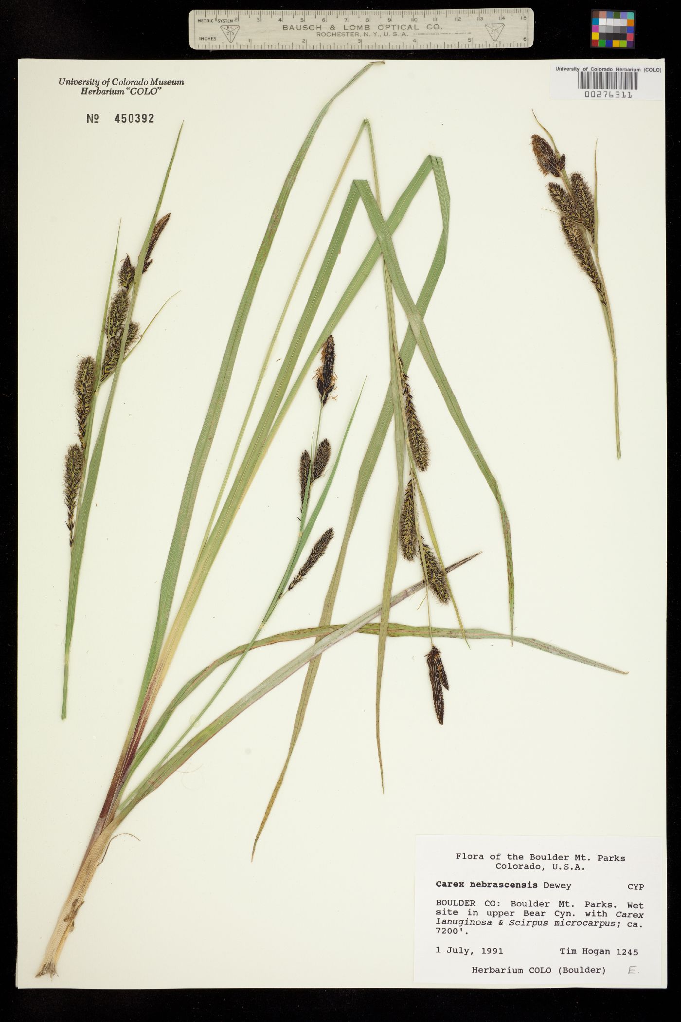 Carex nebrascensis image