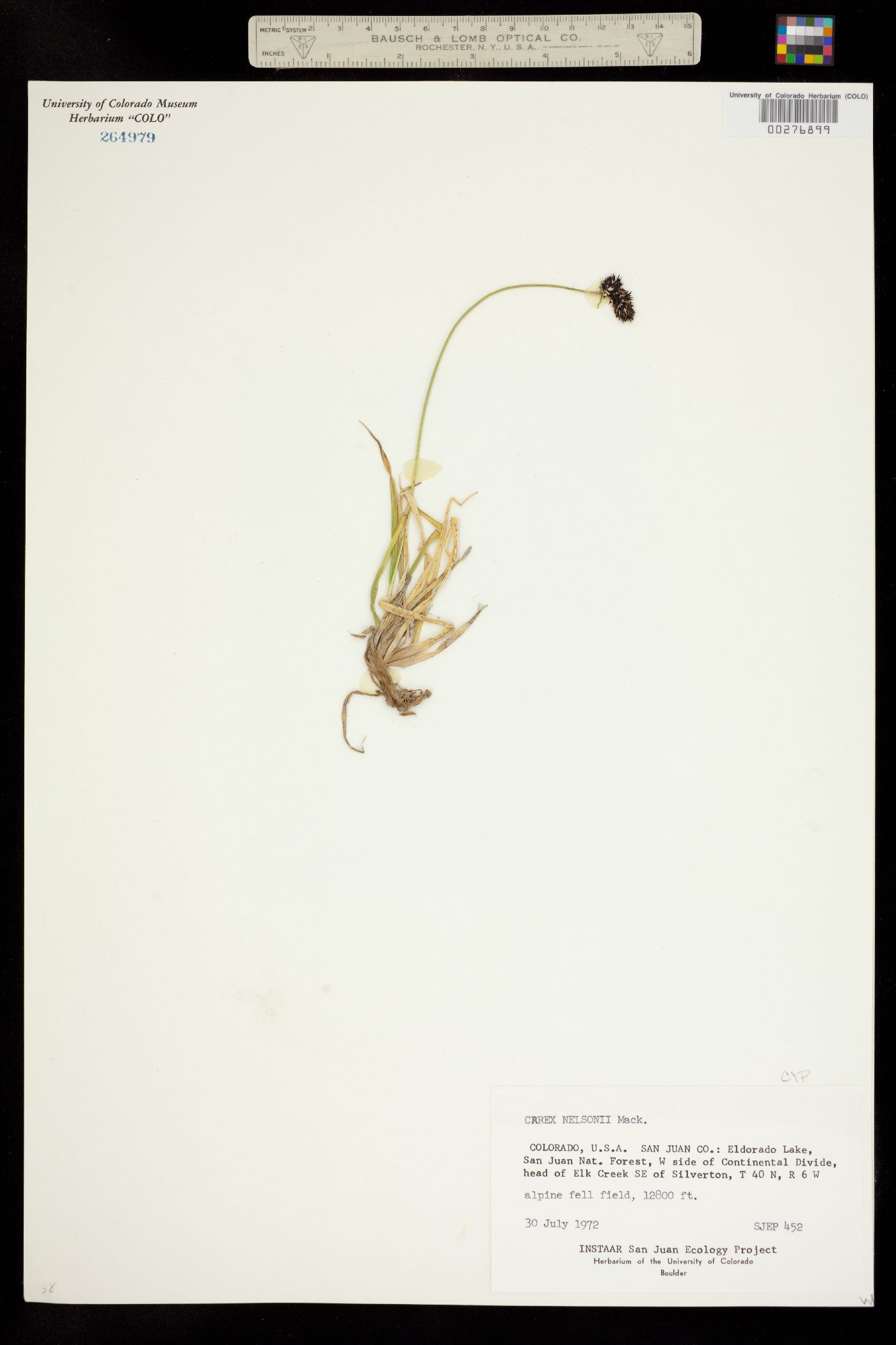 Carex nelsonii image