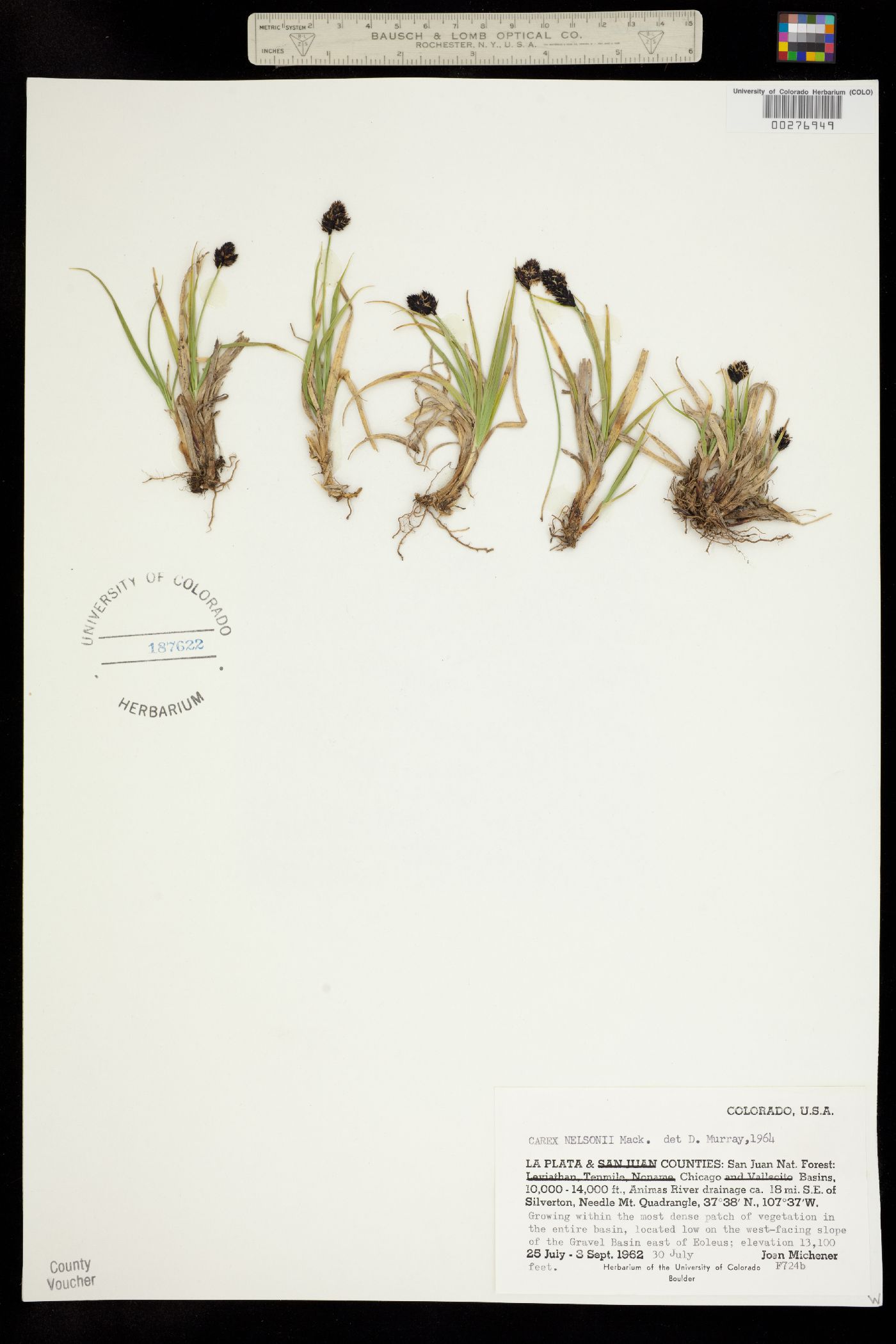 Carex nelsonii image