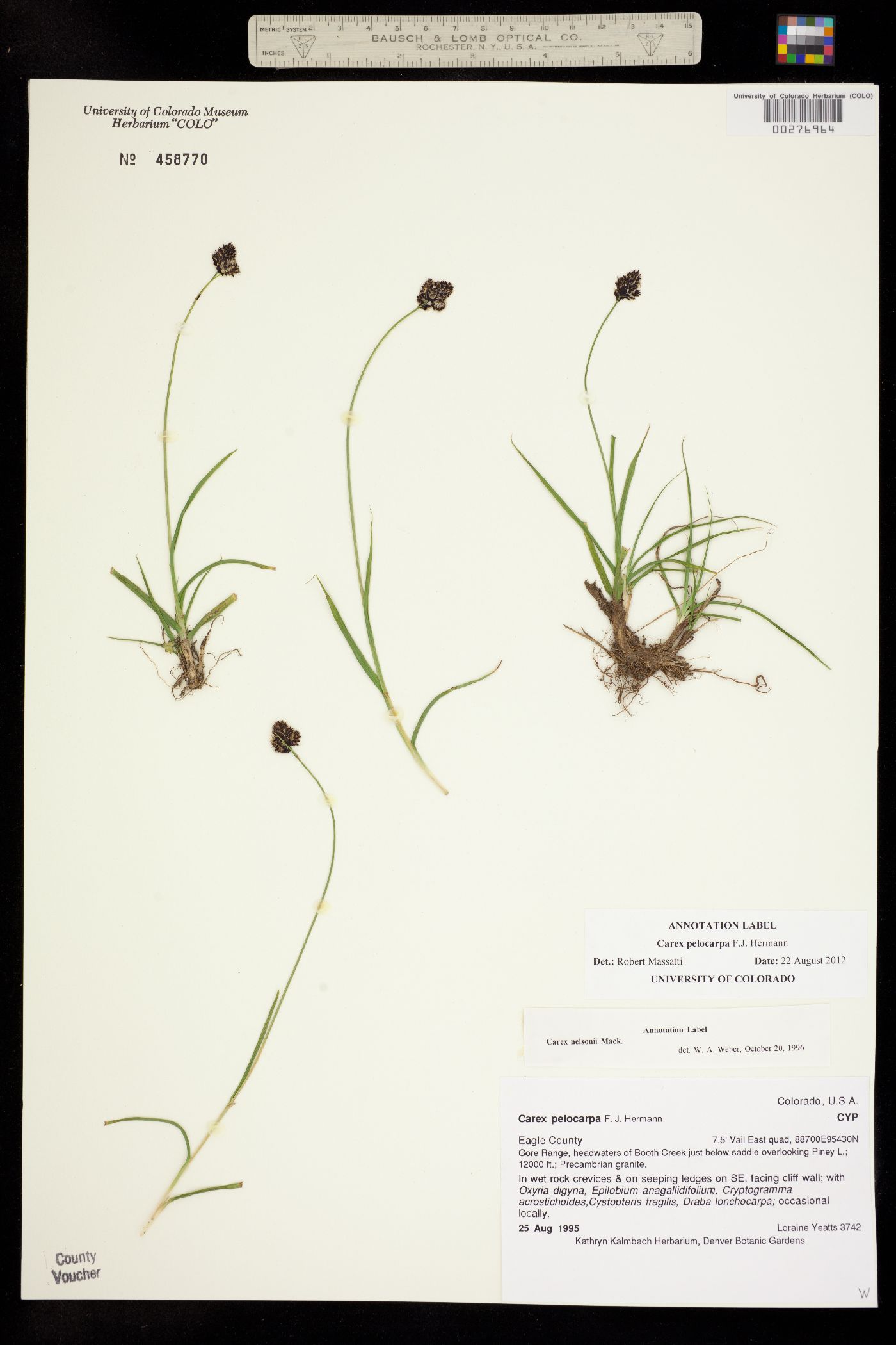 Carex pelocarpa image